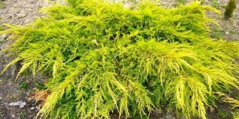 Juniper gold star: opis sorte i sorti